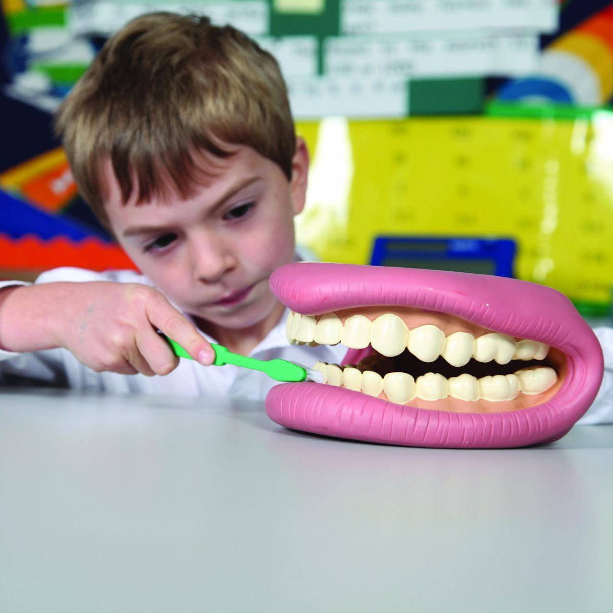 Modèle de soin dentaire avec brosse à dents