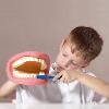 Modèle de soin dentaire avec brosse à dents